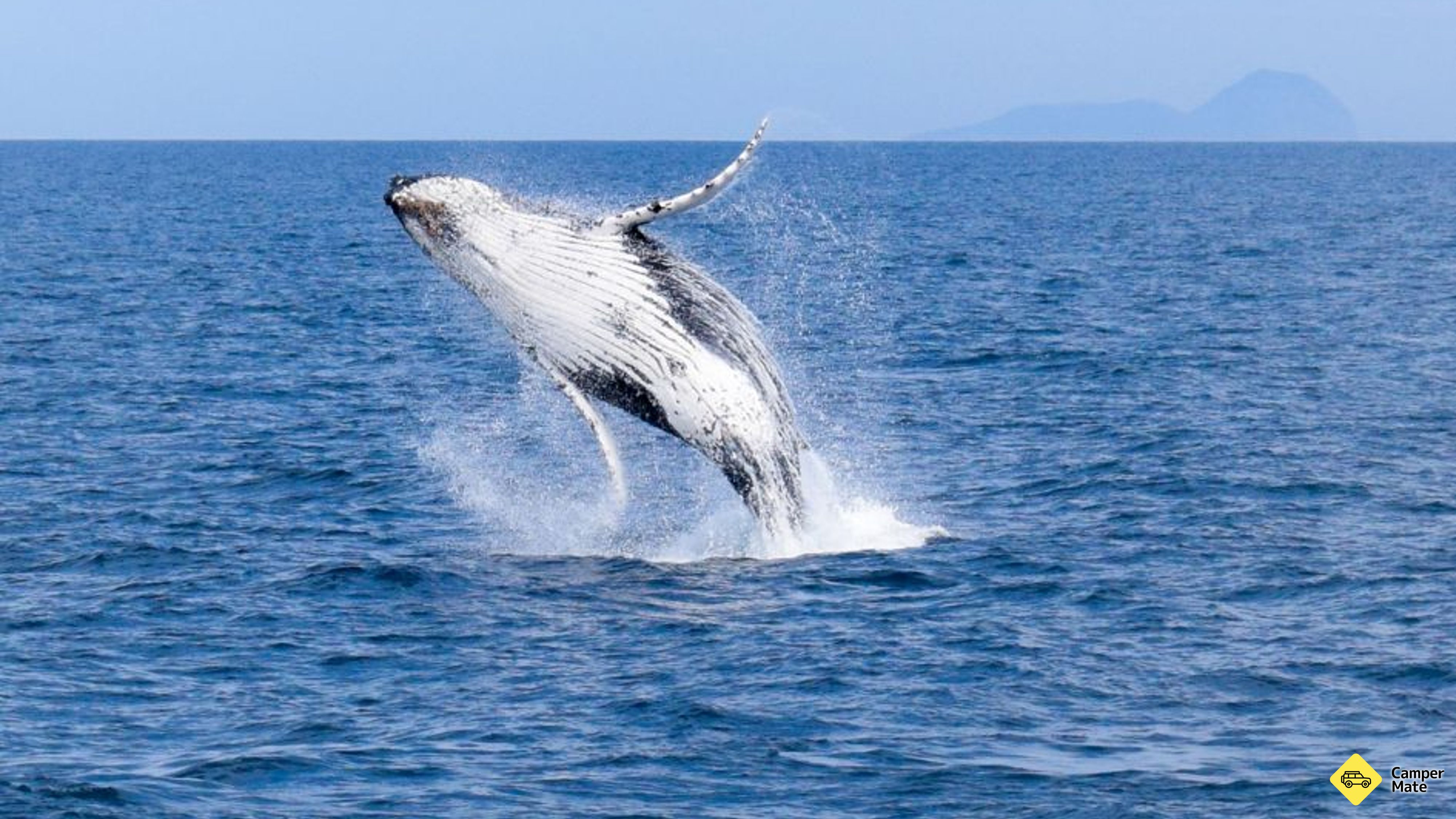 Wilsons Promontory Whale Watch Cruise
