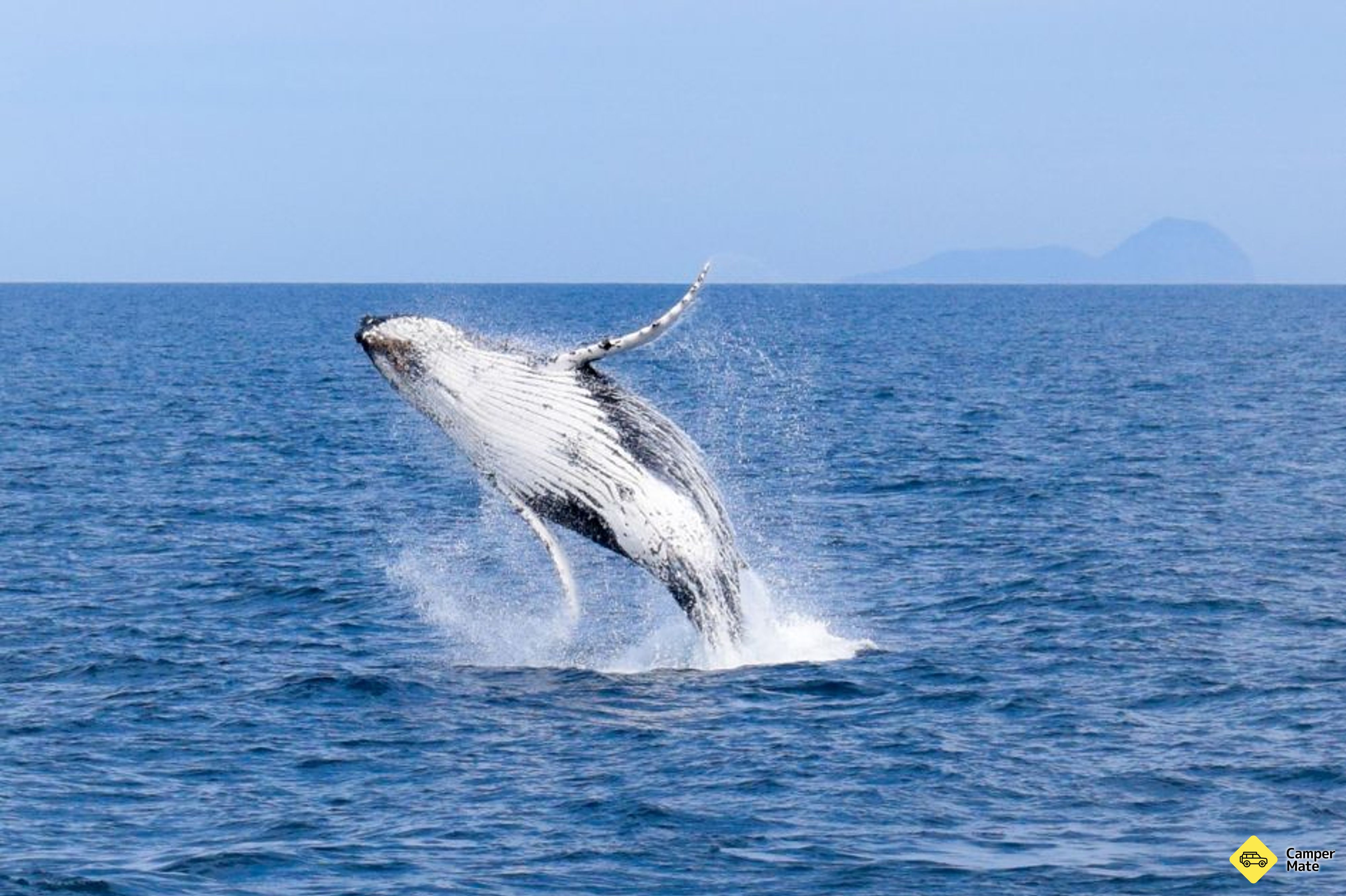 Wilsons Promontory Whale Watch Cruise