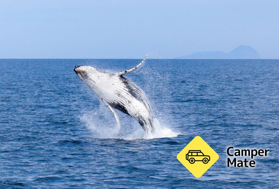 Wilsons Promontory Whale Watch Cruise
