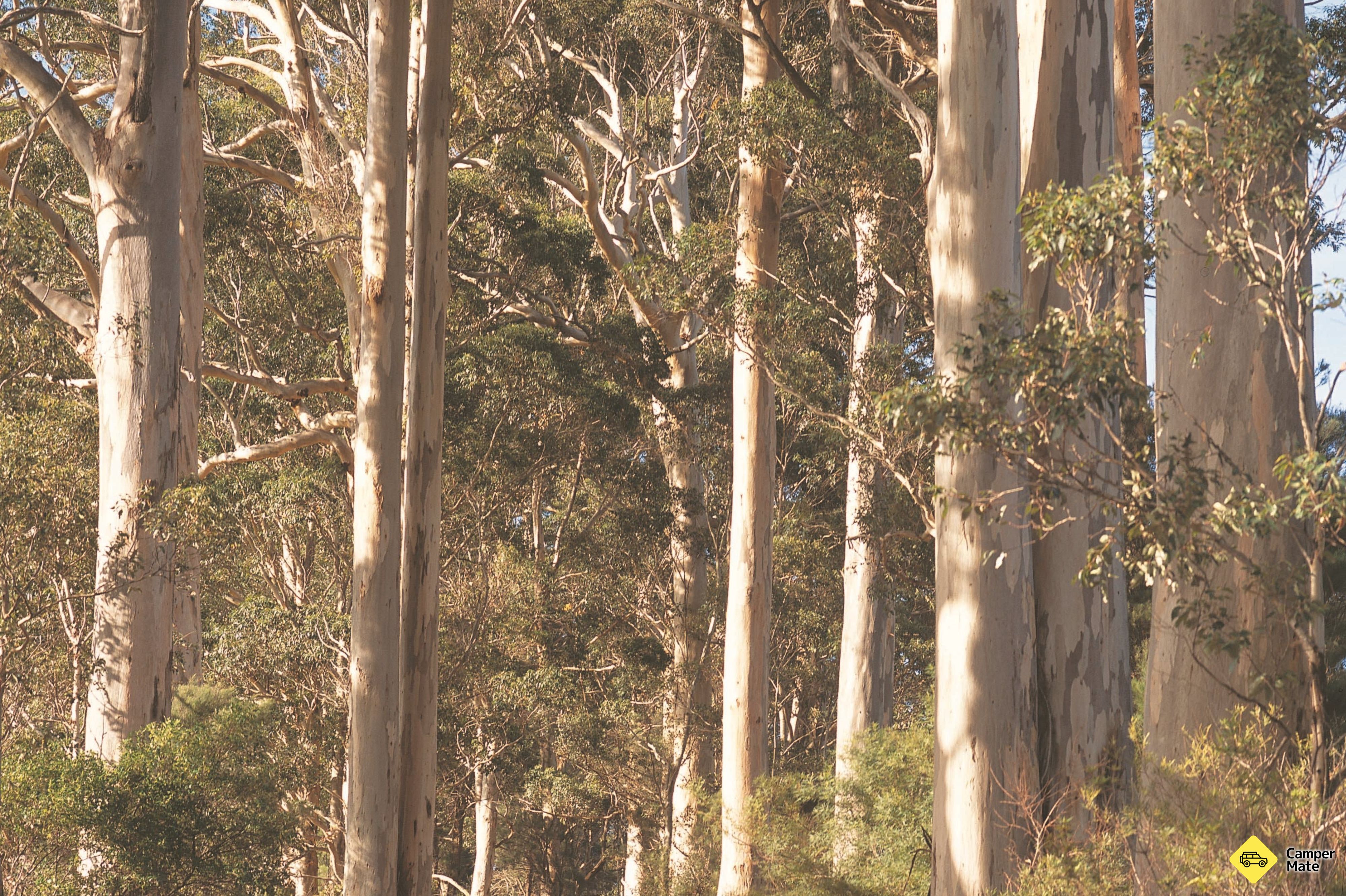 The Great Forest Trees Drive - Image 3