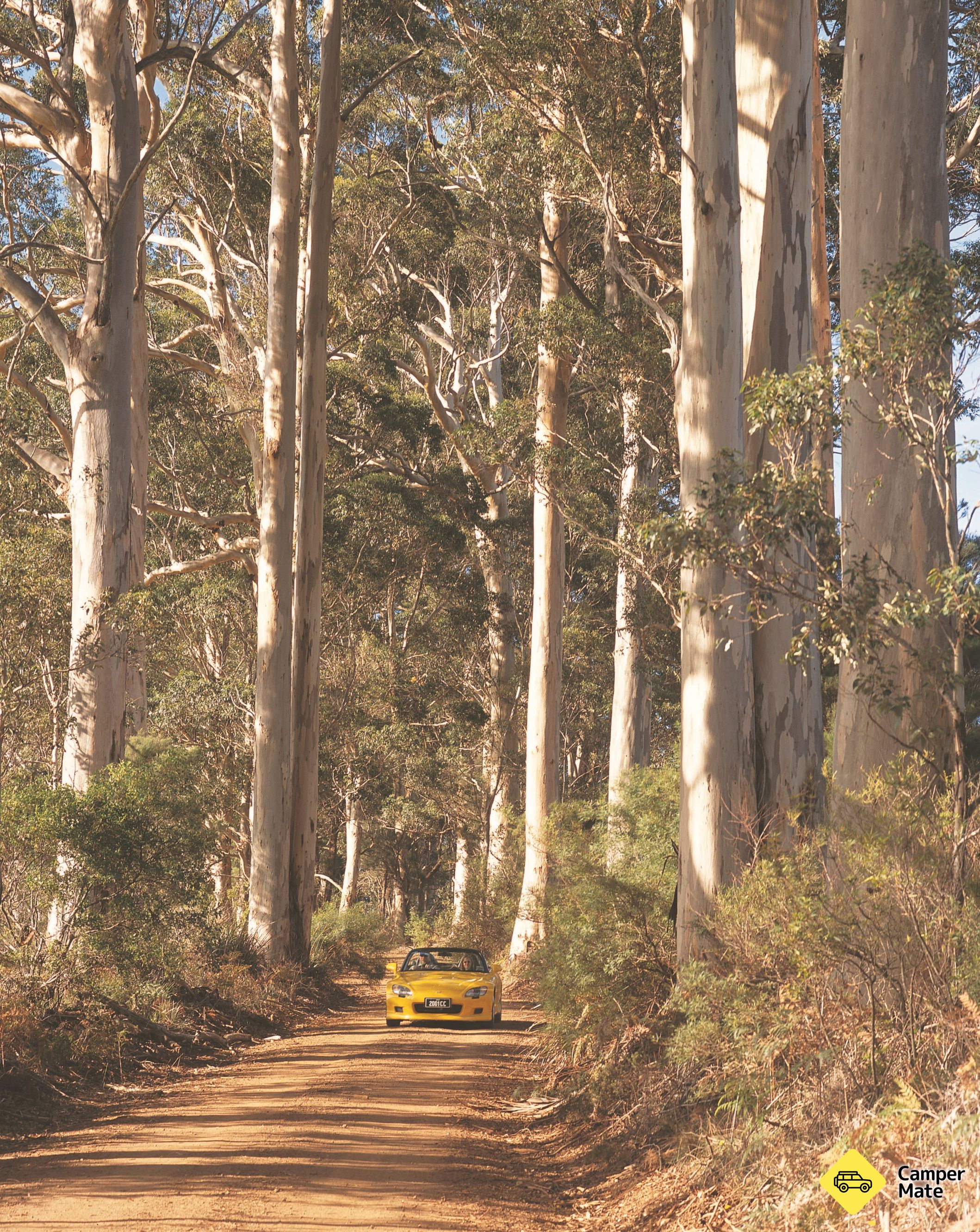The Great Forest Trees Drive - Image 3