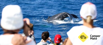 Whale Watch Cruises from Cairns