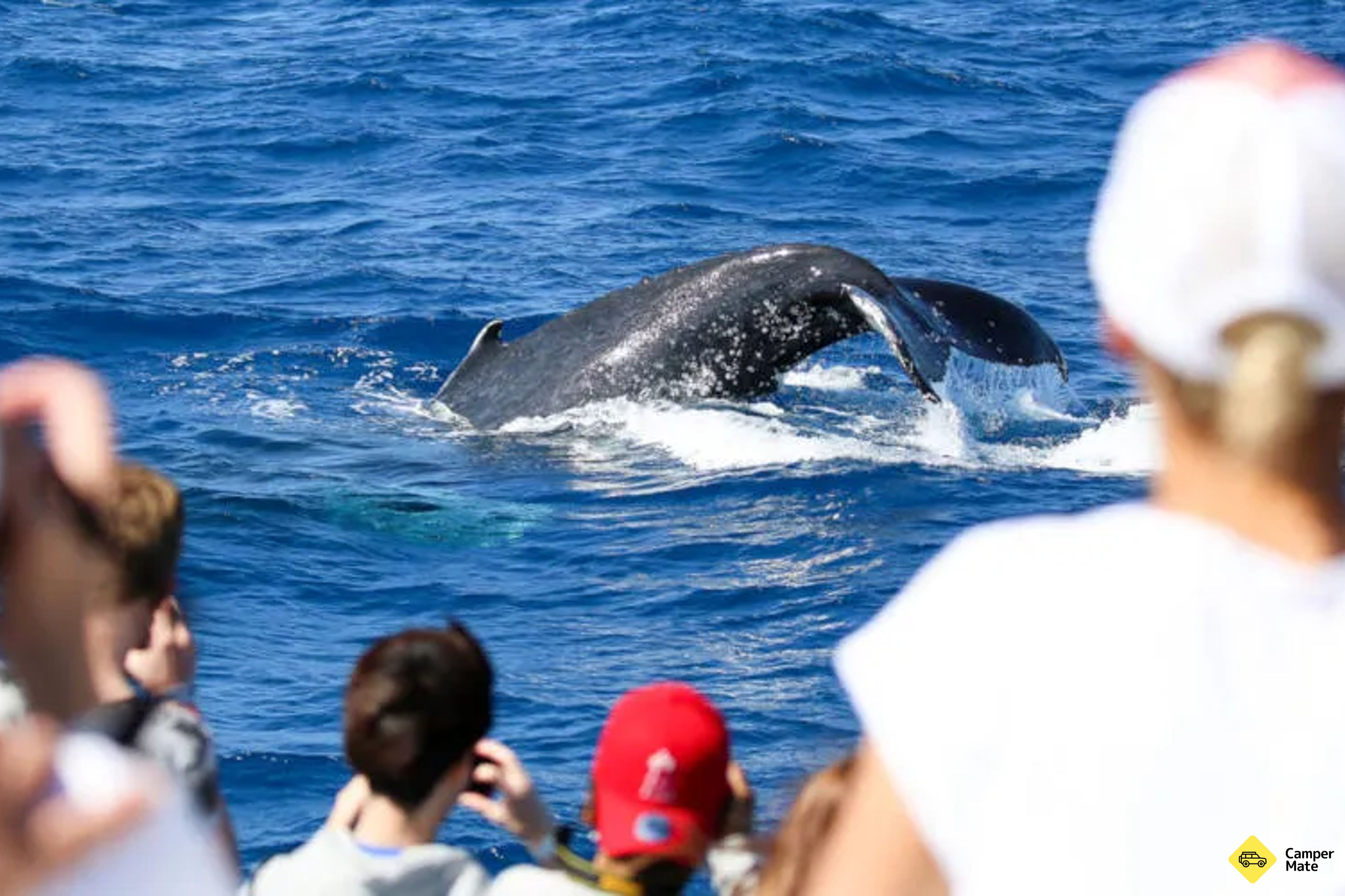 Whale Watch Cruises from Cairns