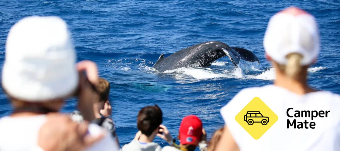 Whale Watch Cruises from Cairns