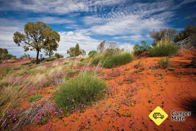 Serpentine Chalet Bush lejr