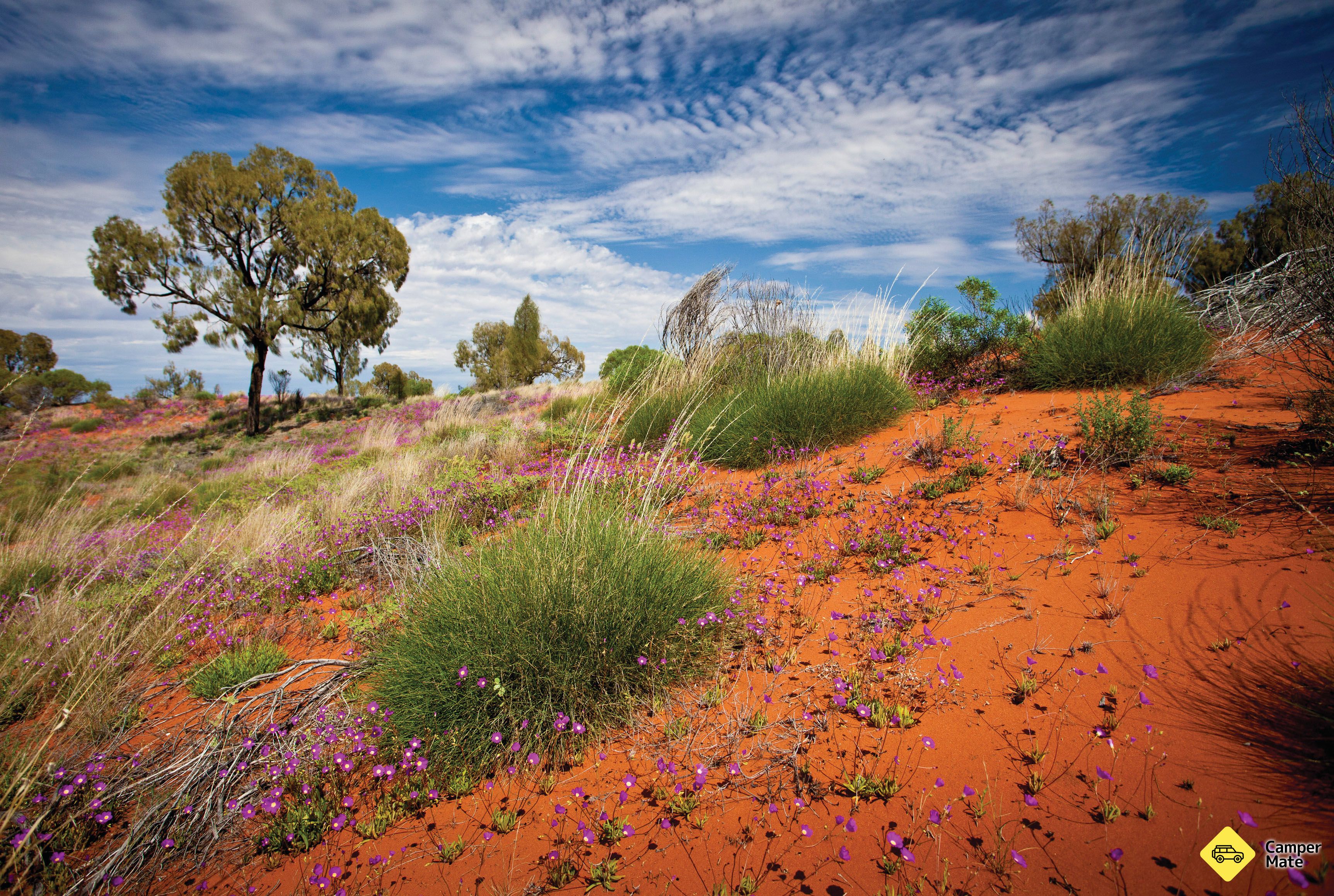 Serpentine Chalet Bush lejr