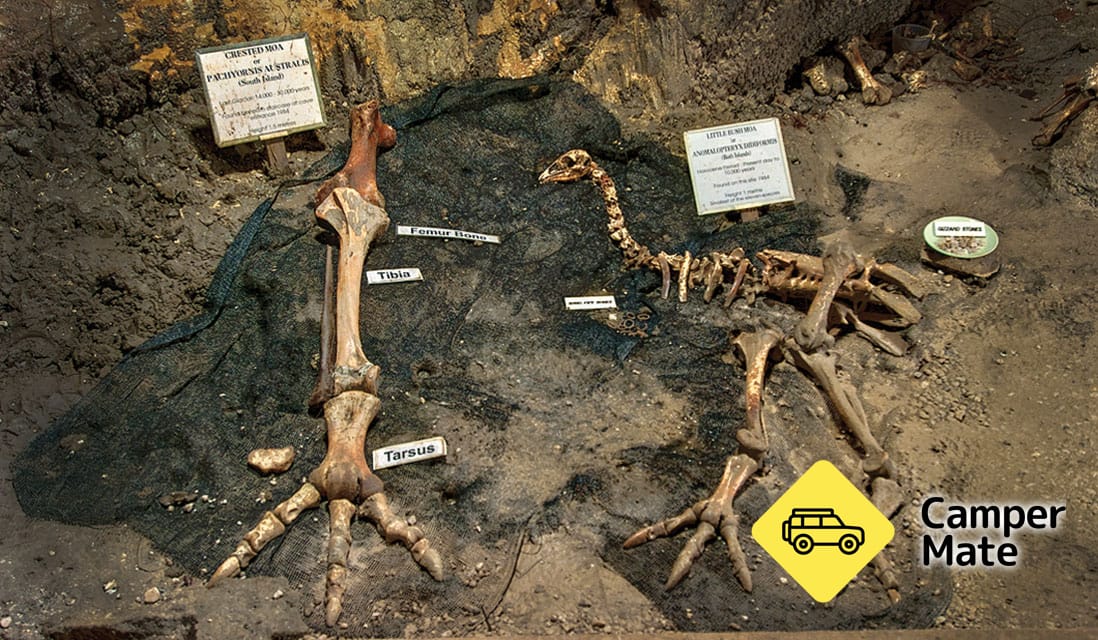 Ngarua Cave - Image 3