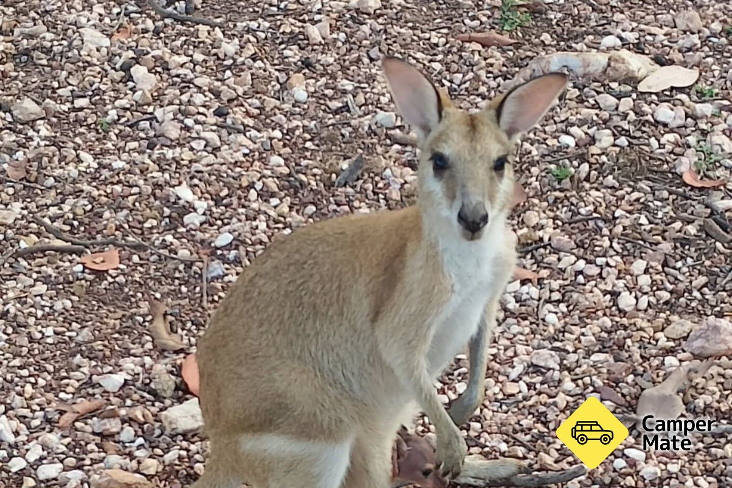 Il Ninas Ark Wildlife Sanctuary - Image 2