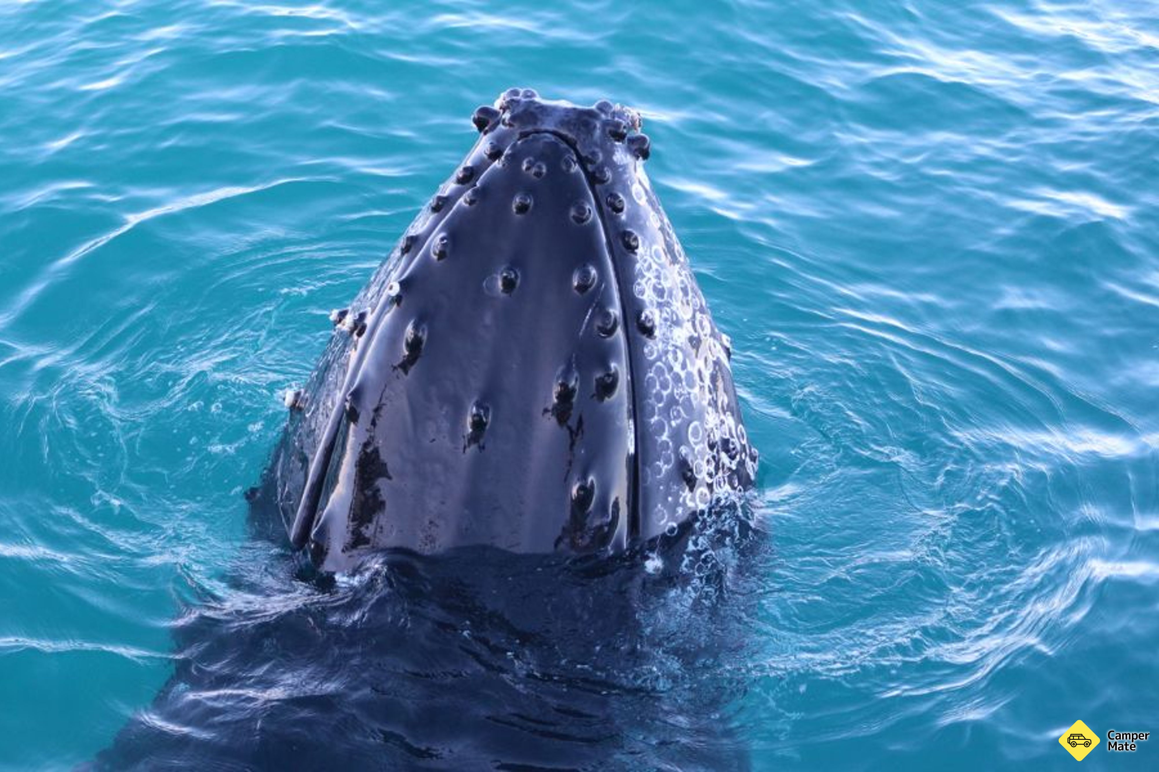 Broome Whale Watching Charters के बारे में टिप्पणियाँ - Image 2