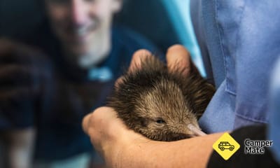 National Kiwi Hatchery