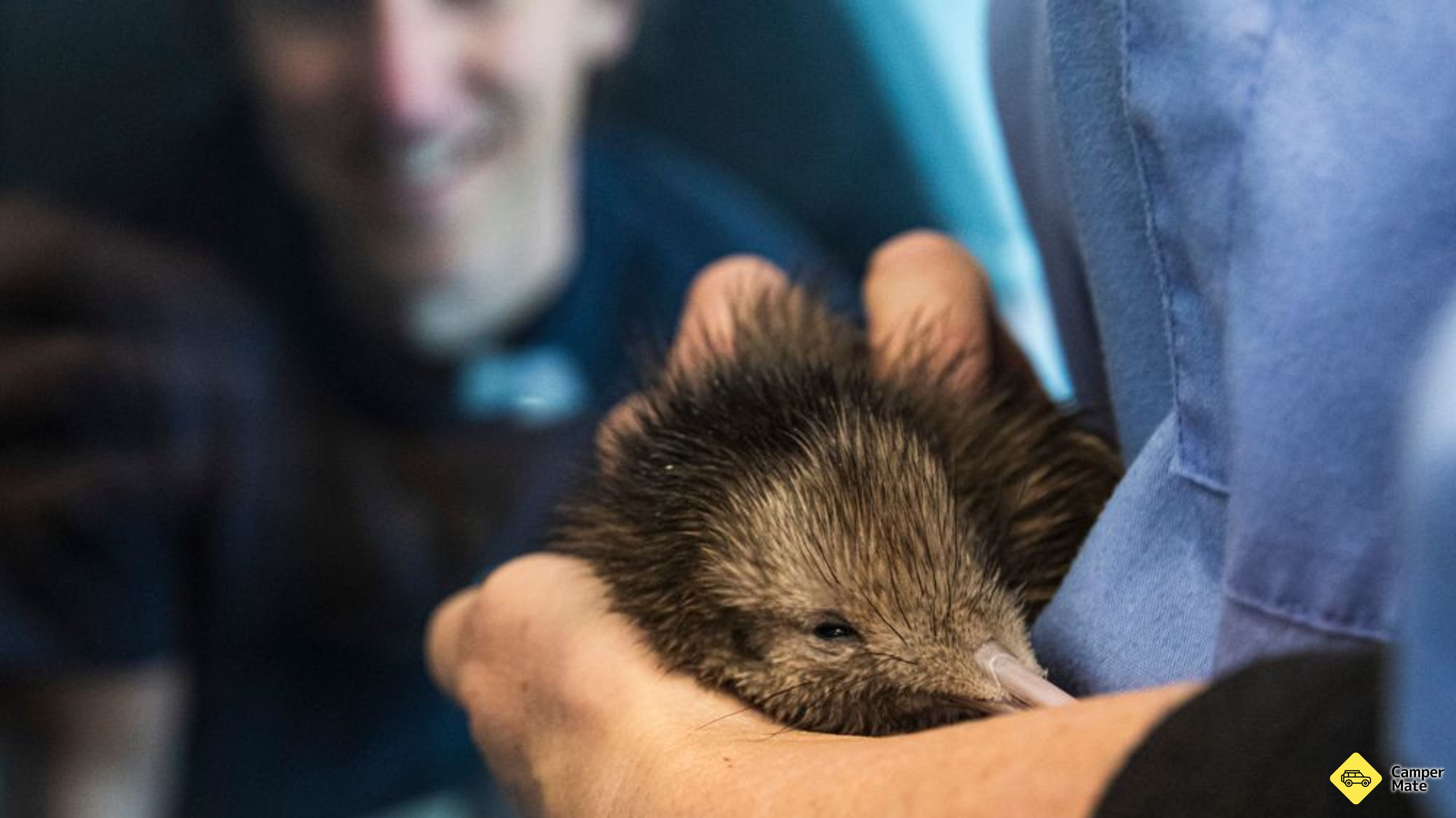 Die National Kiwi Hatchery