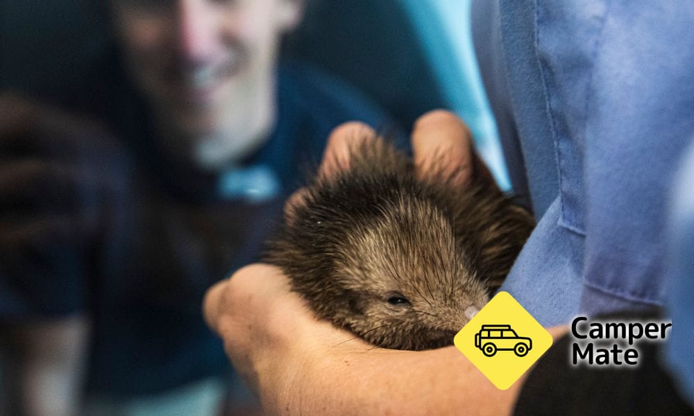 National Kiwi Hatchery