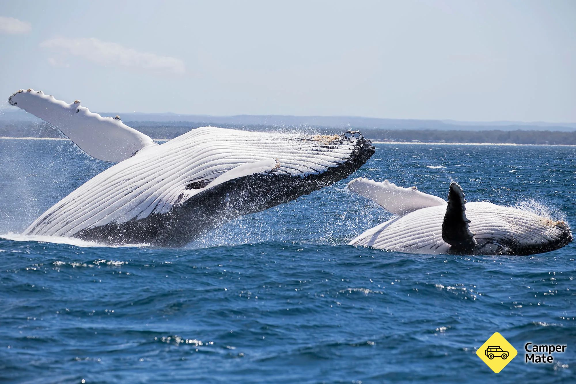 Whale Watching Jervis Bay - Image 2