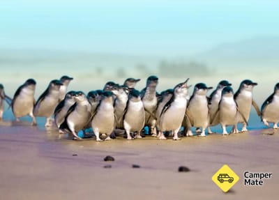 Blue Penguin Colony - Oamaru
