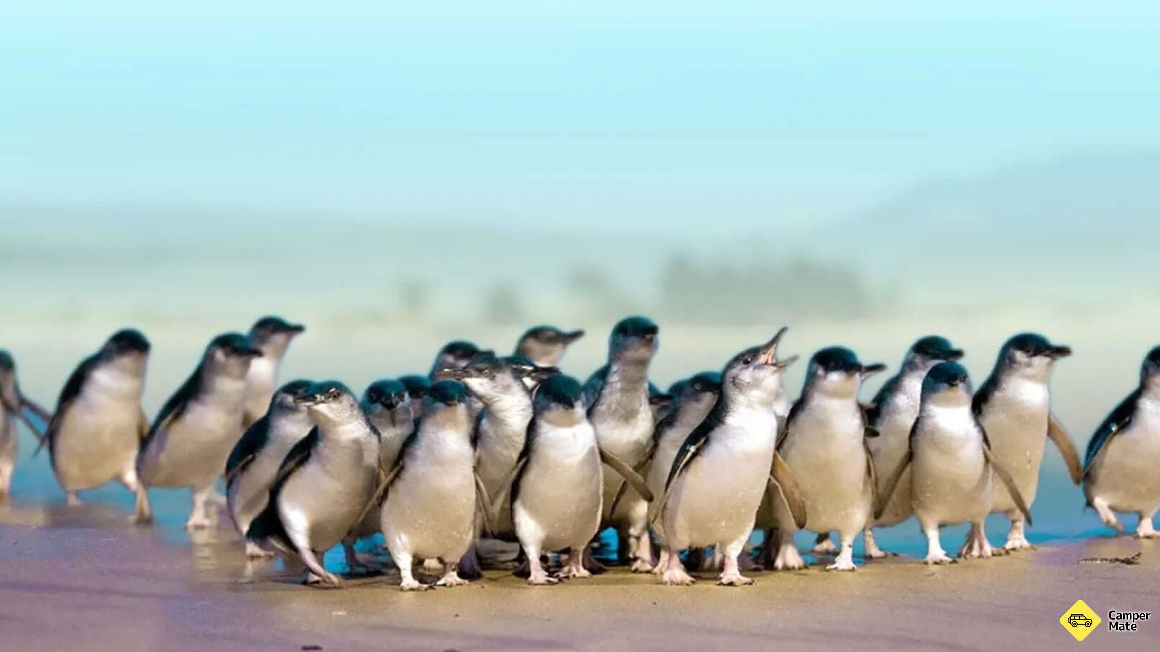 ブルー・ペンギン・コロニー - Oamaru
