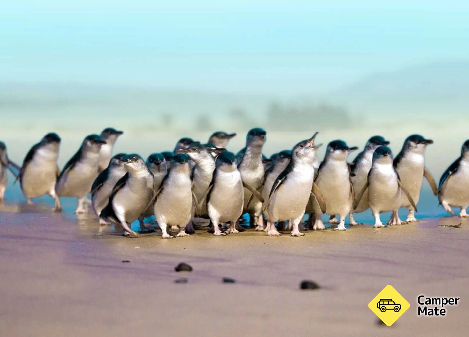 Blue Penguin Colony - Oamaru