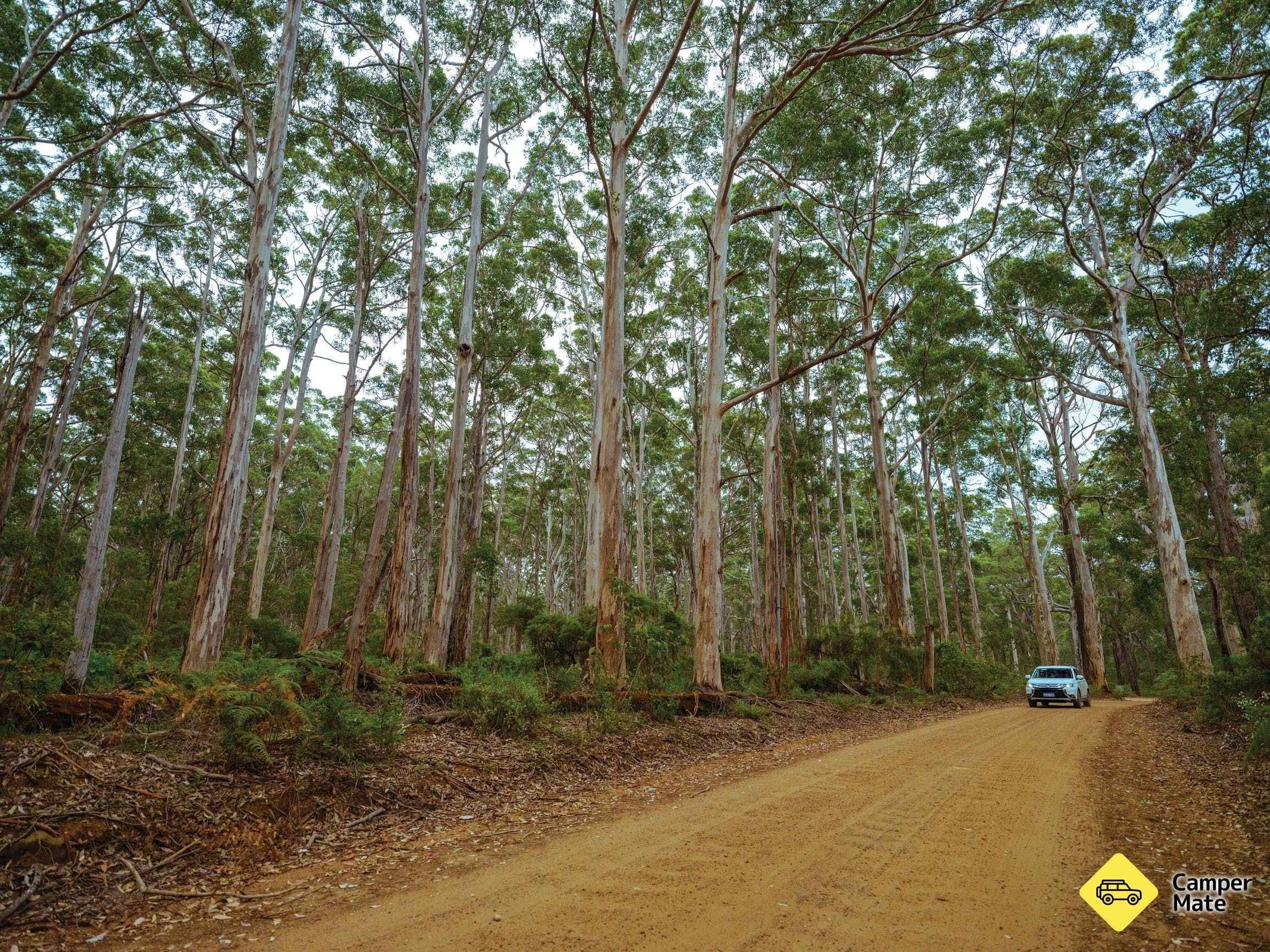 Boranup Karri Forest - Image 2