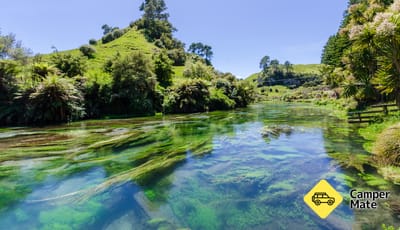 Te Waihou Walkway
