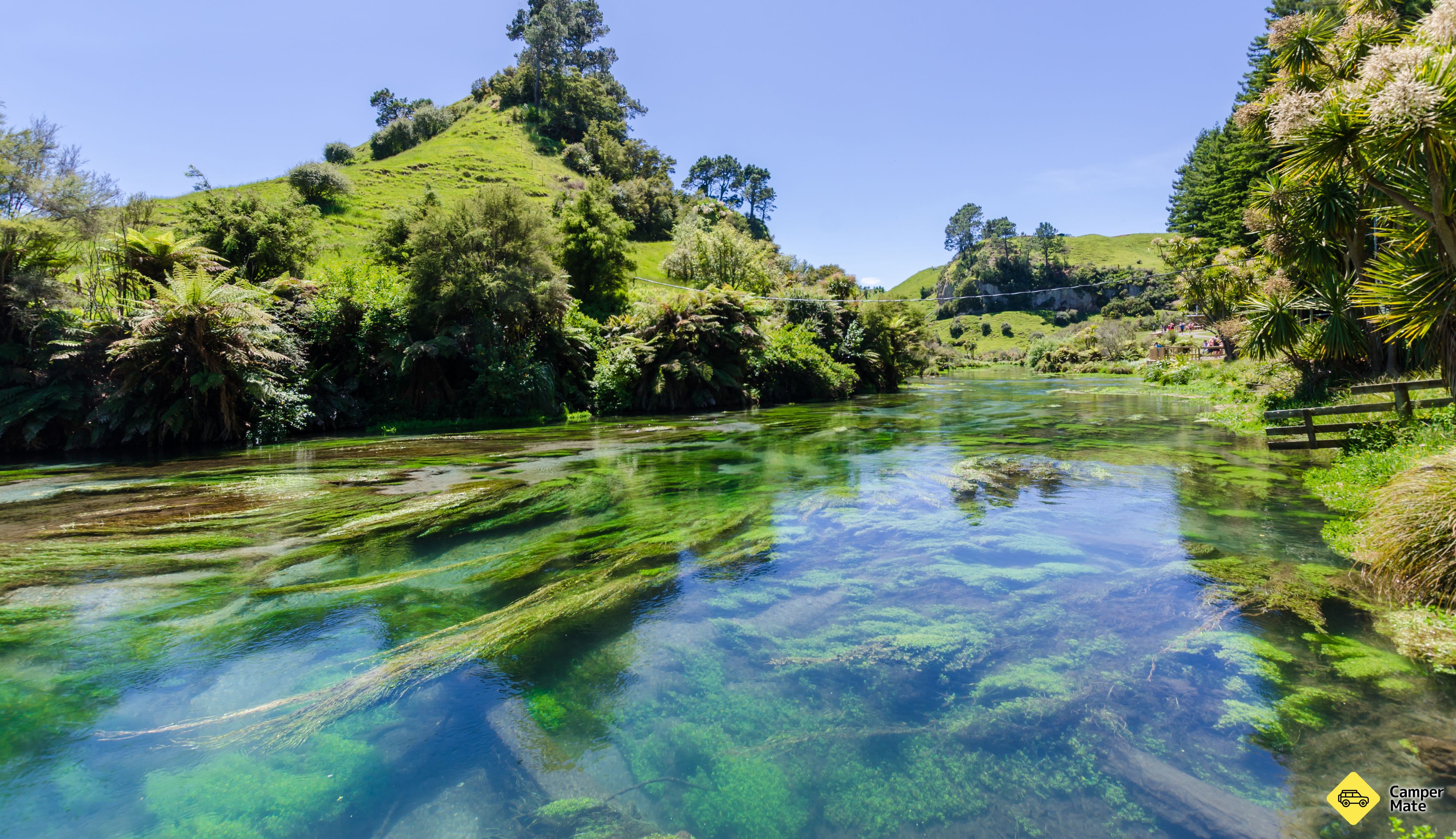 Te Waihou Walkway