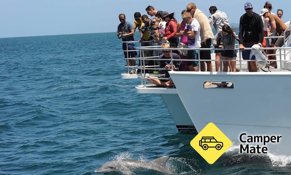 Jervis Bay Dolphin Watching Cruise - Image 2