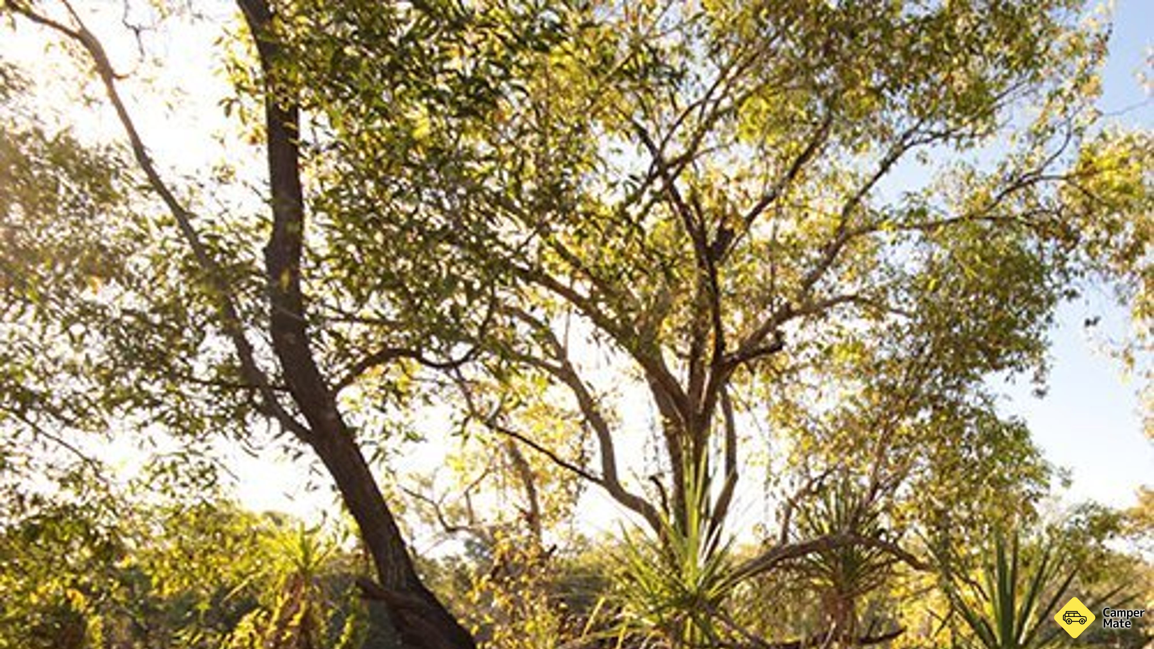 Bucket Billabong Camping Area