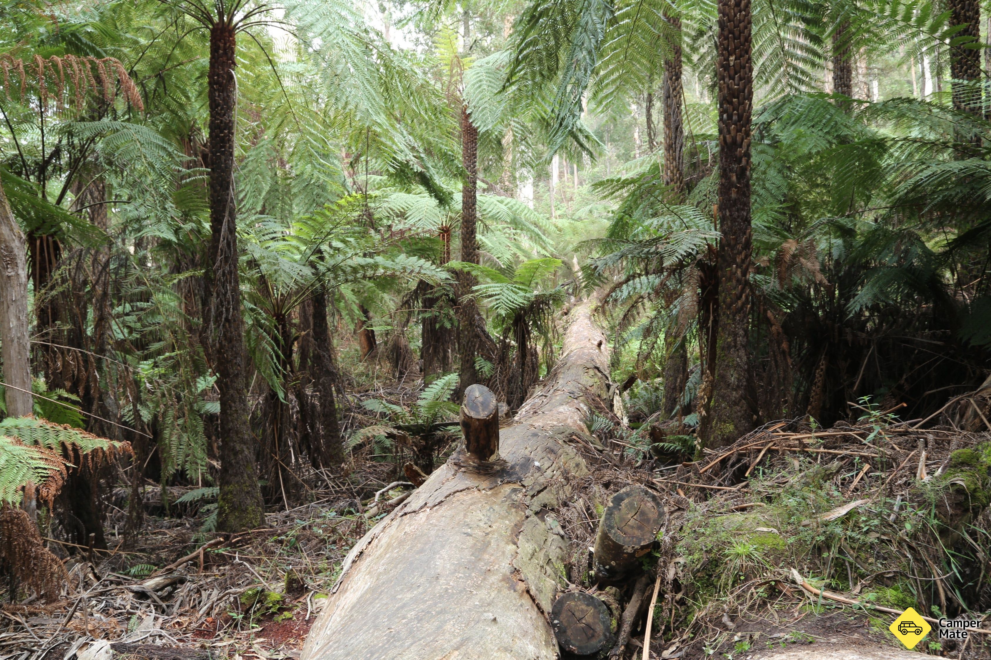 Chính sách của Upper Yarra Reservoir Park