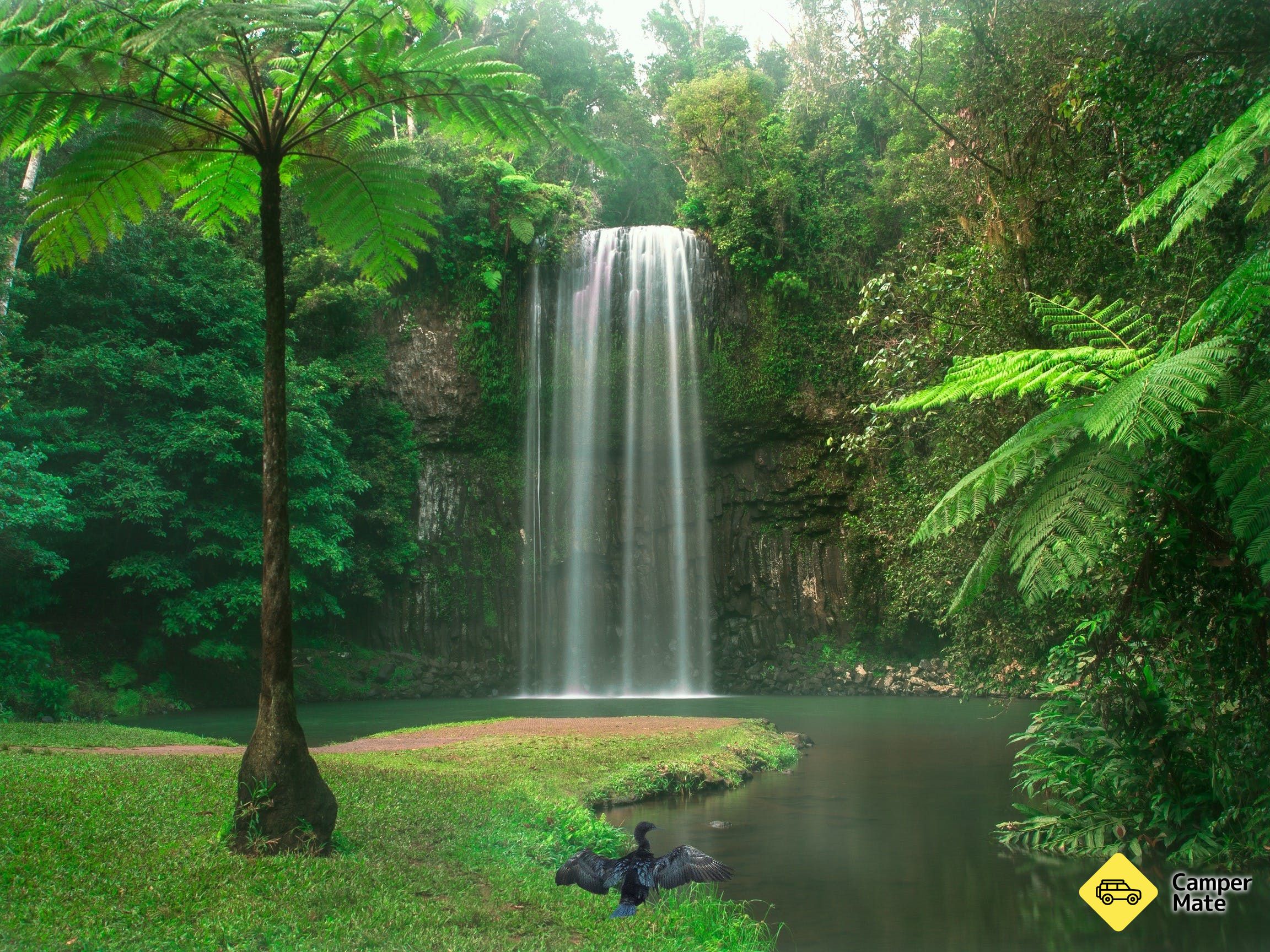 Millaa Millaa Falls - Image 2