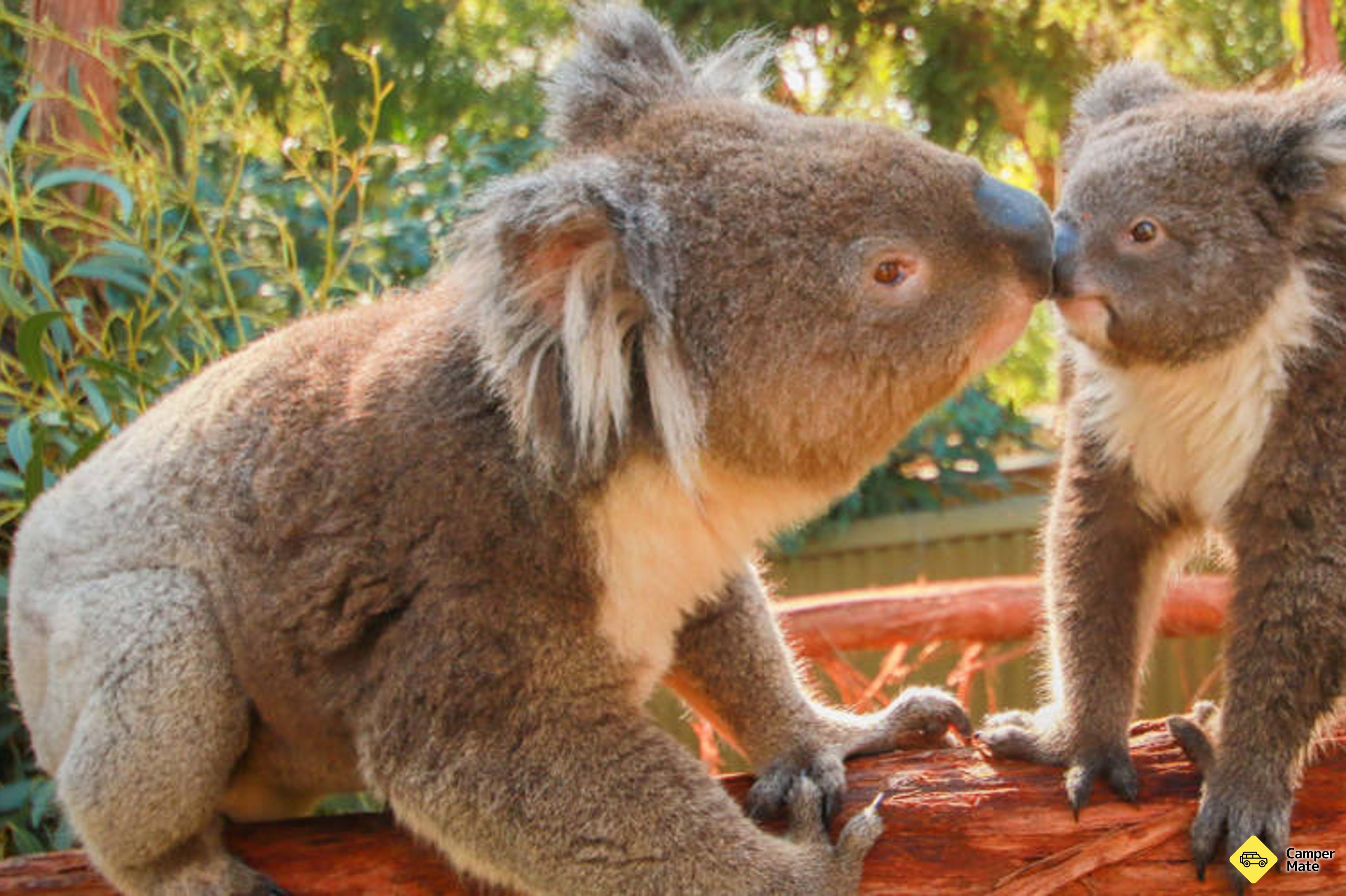 حديقة Ballarat Wildlife Park - Image 2