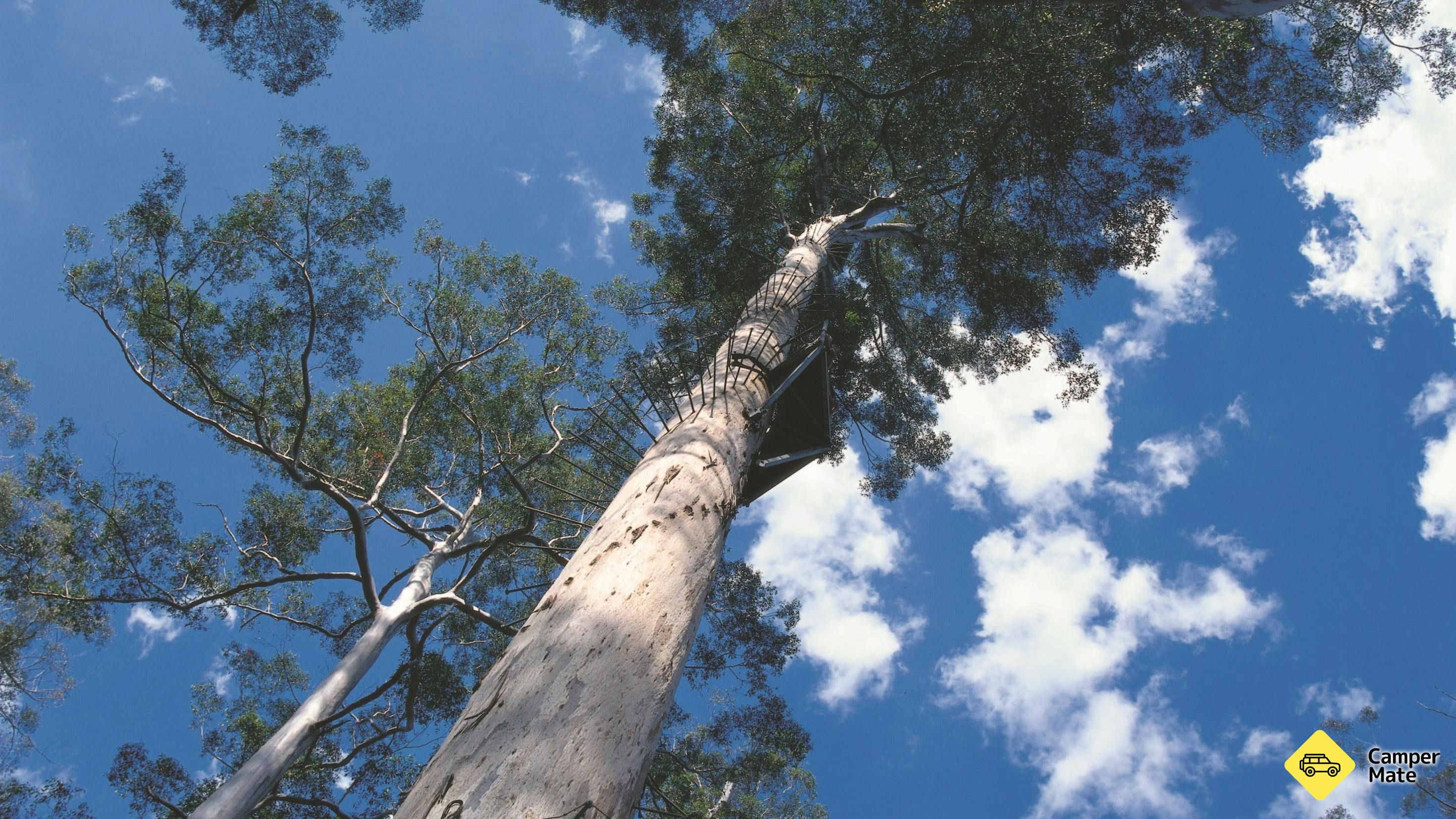 Dave Evans Bicentennial Tree - Image 3