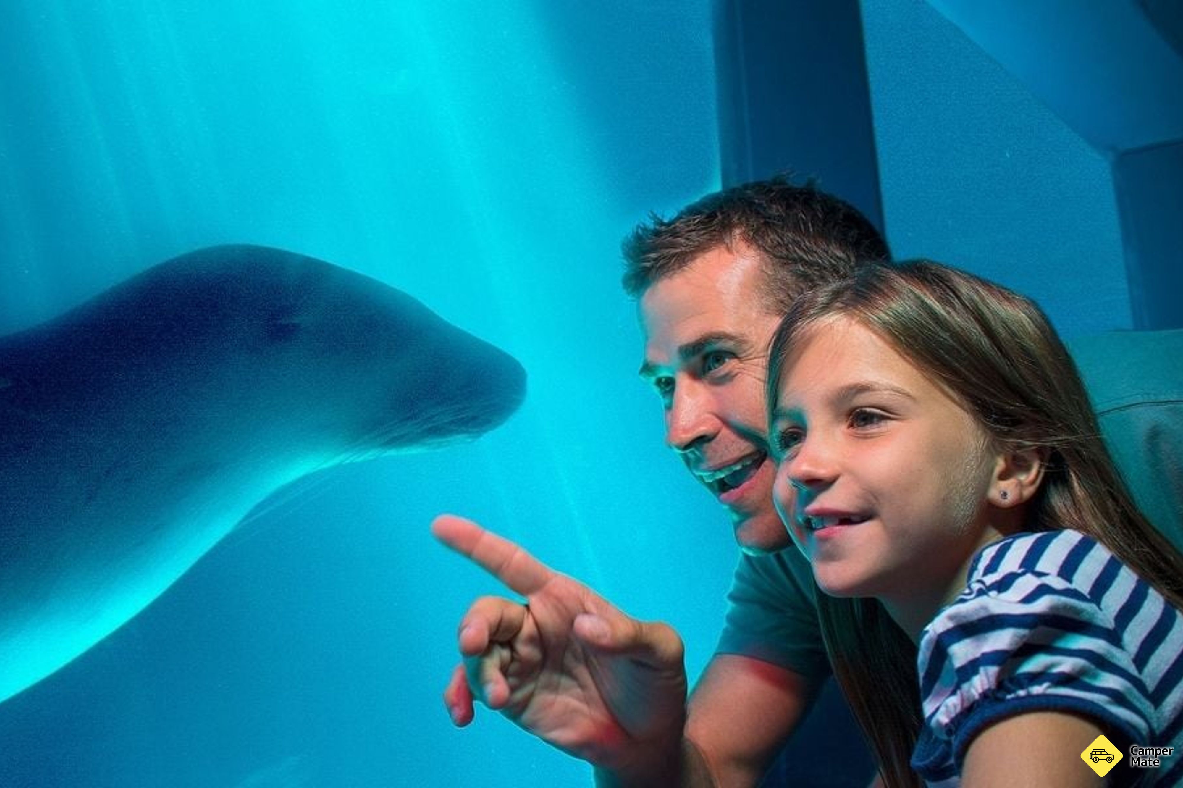 O que fazer em Sea Life Sunshine Coast - Image 2