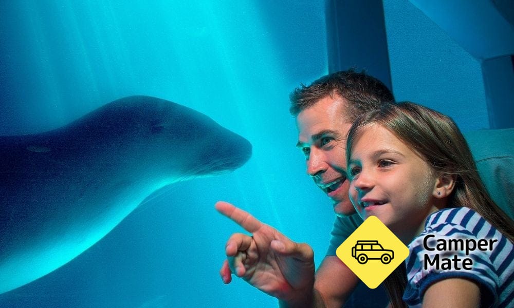 Lähellä kohdetta Sea Life Sunshine Coast - Image 2
