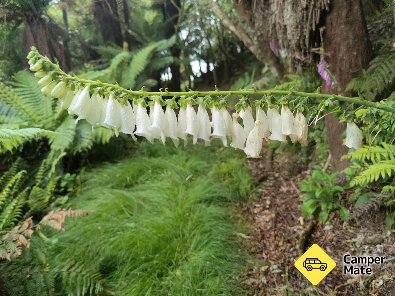 رحلات Whinray Scenic Reserve Track - Image 3