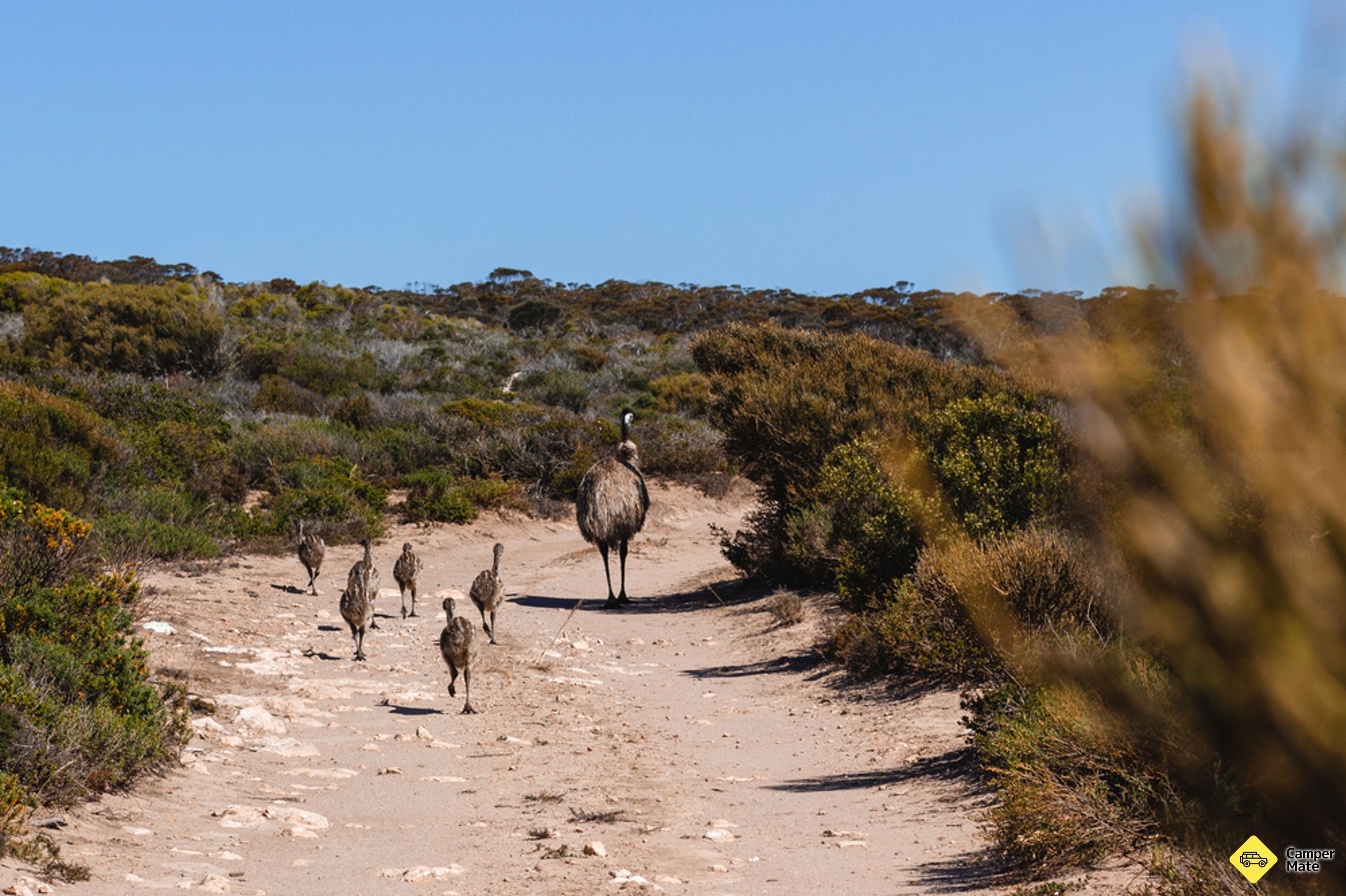 Etterforskeren Trail