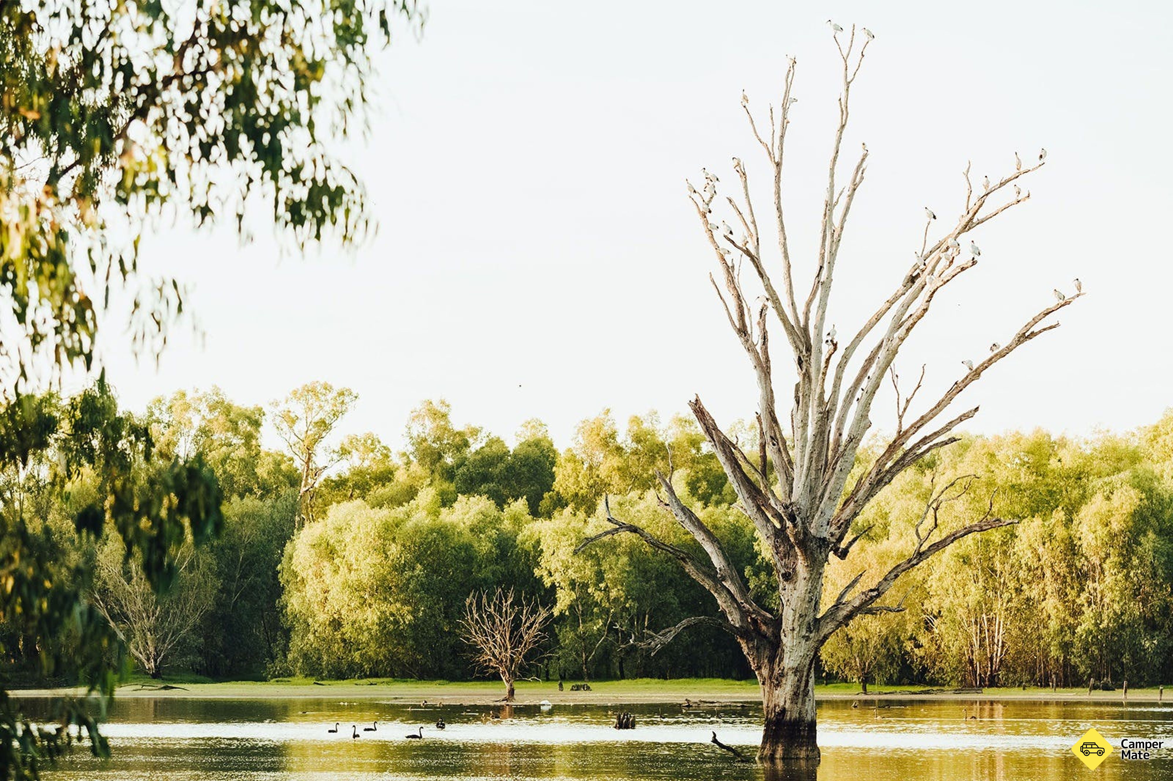 Wonga Wetlands - Image 3