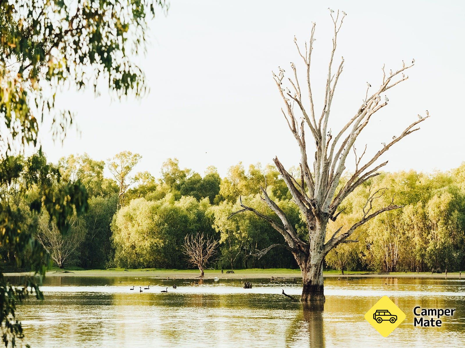 Wonga Wetlands - Image 3