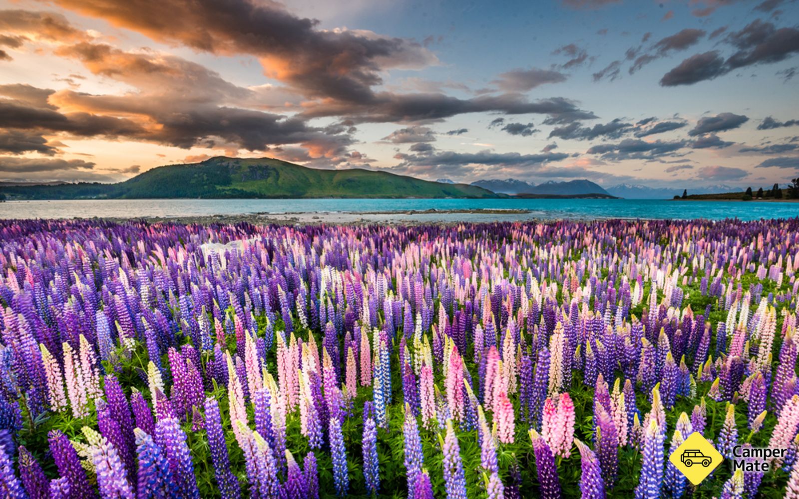 The Wild Lupins of the Mckenzie Basin