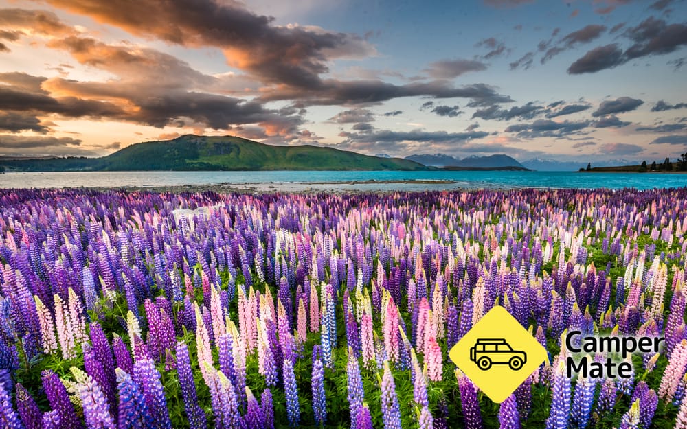Lake Tekapo Walkway