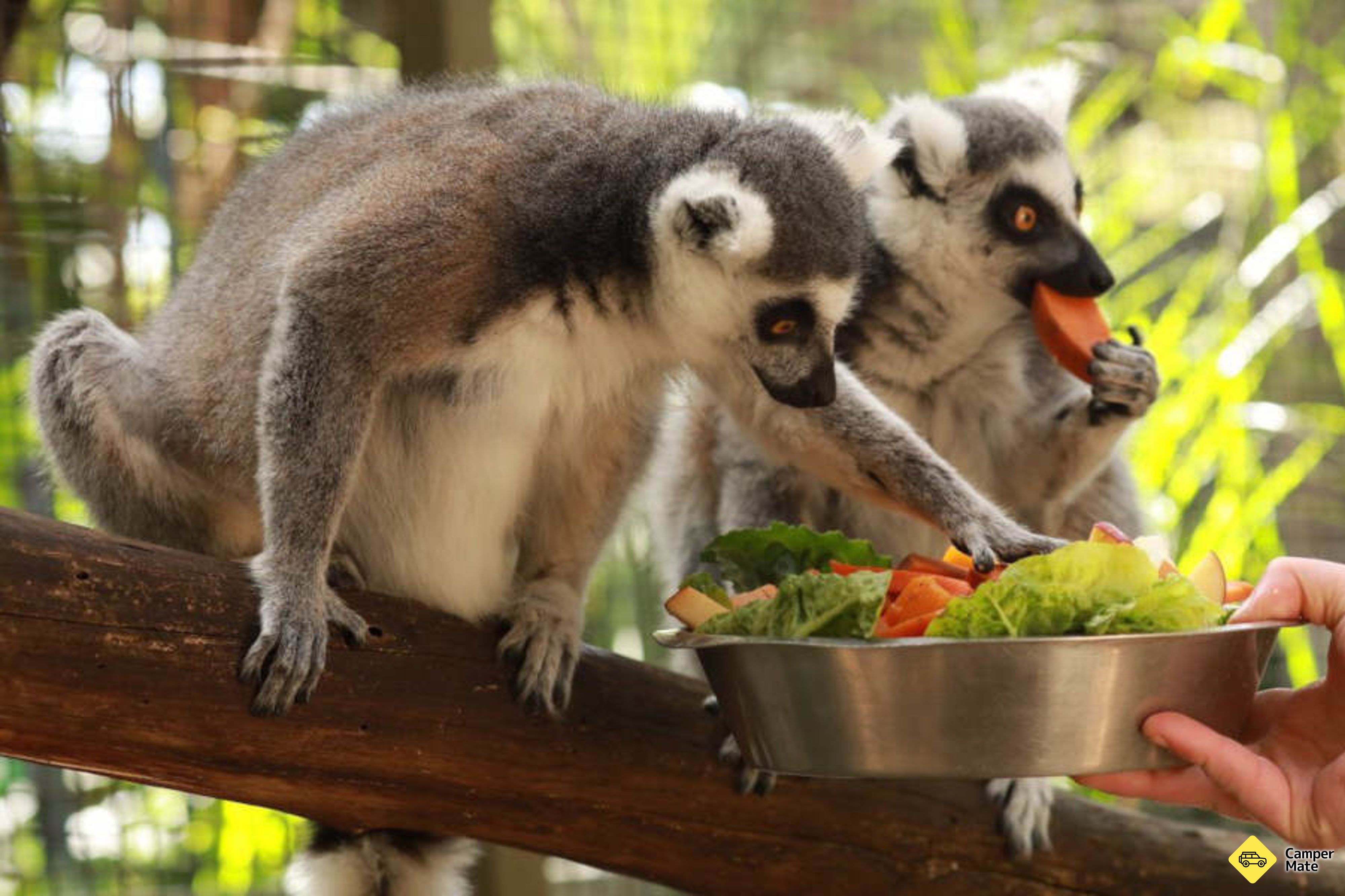 Gorge Wildlife Park beliggenhed - Image 2