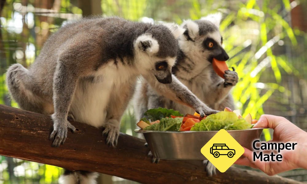 Gorge Wildlife Park - Image 2