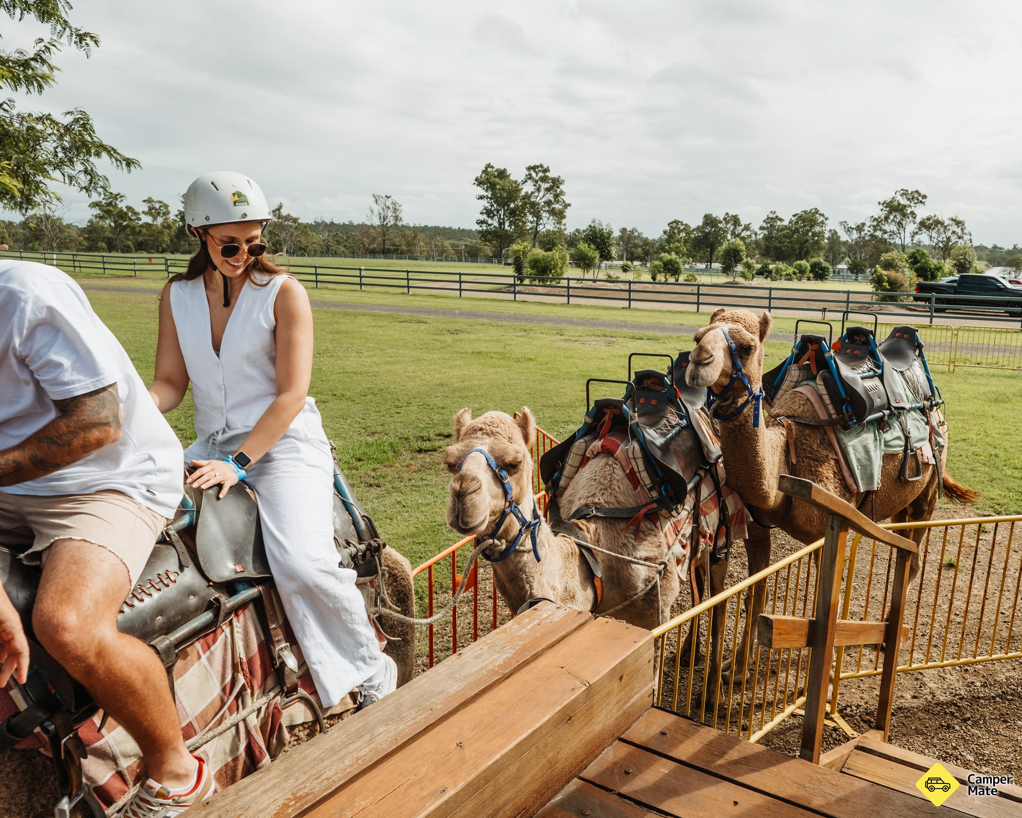 Summer Land Camels  - Image 3