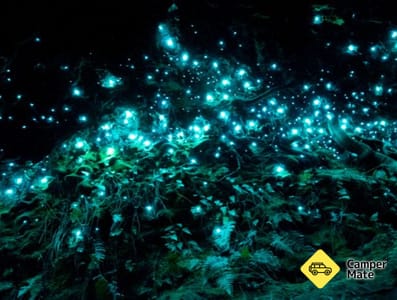 Glow Worm Glen Walk