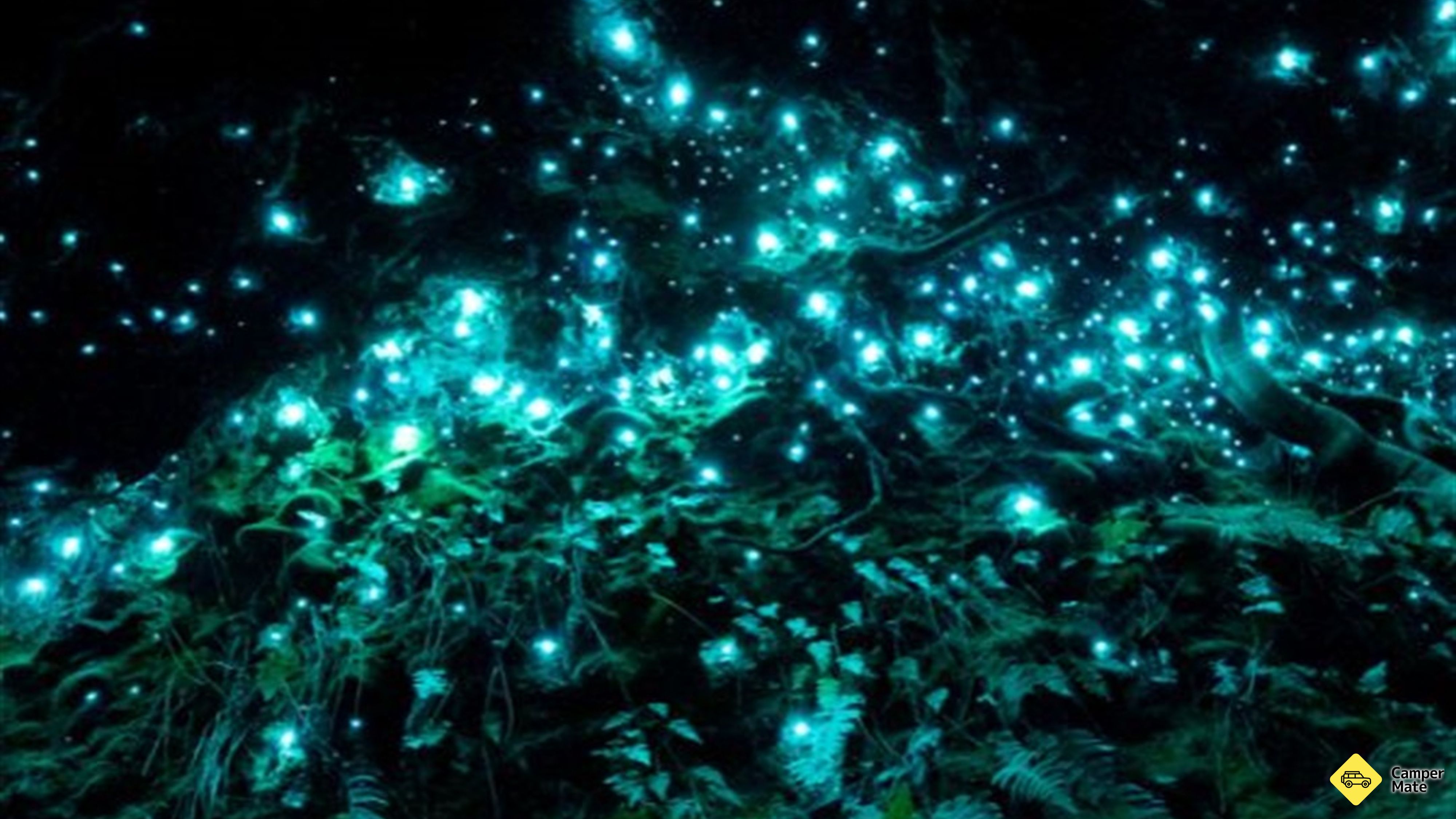 Glow Worm Glen Walk Övrigt