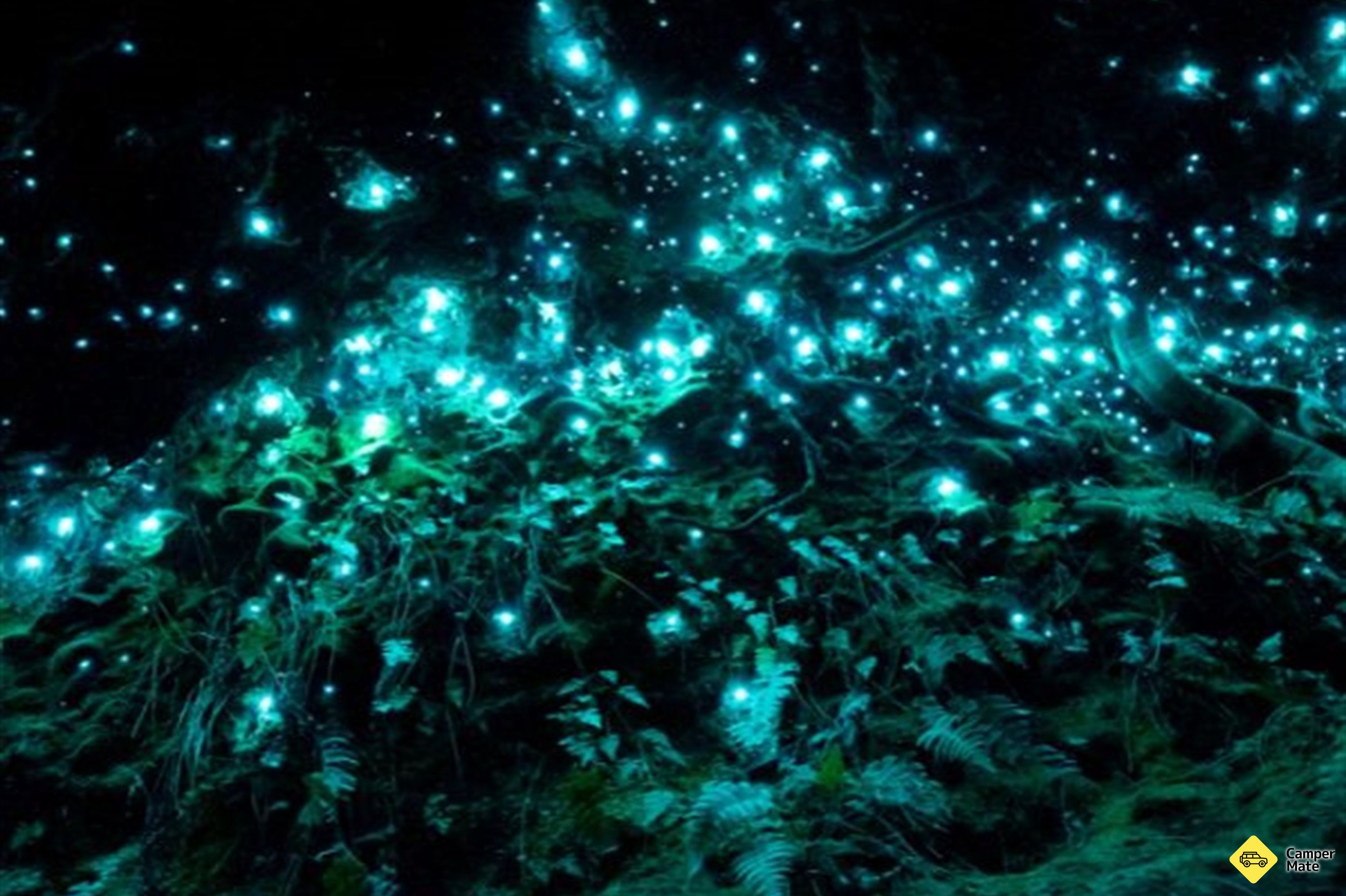 Glow Worm Glen Walk Övrigt