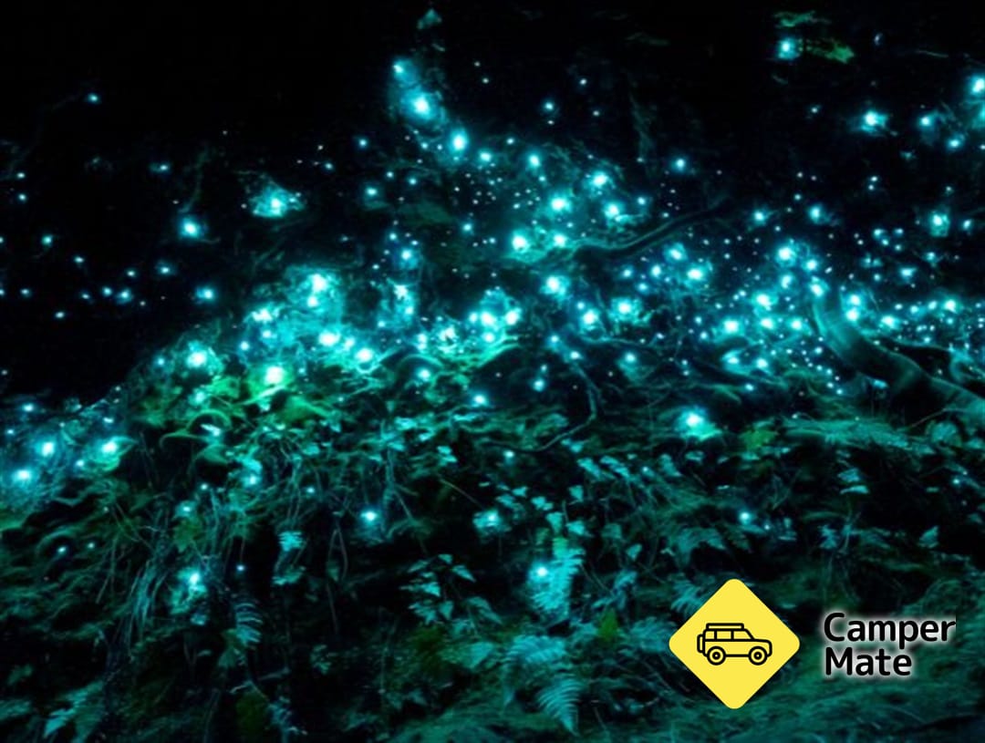 Glow Worm Glen Walk