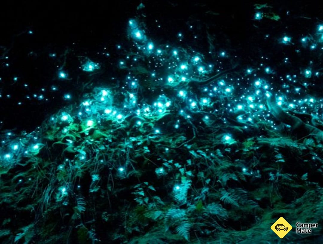 Glowworms