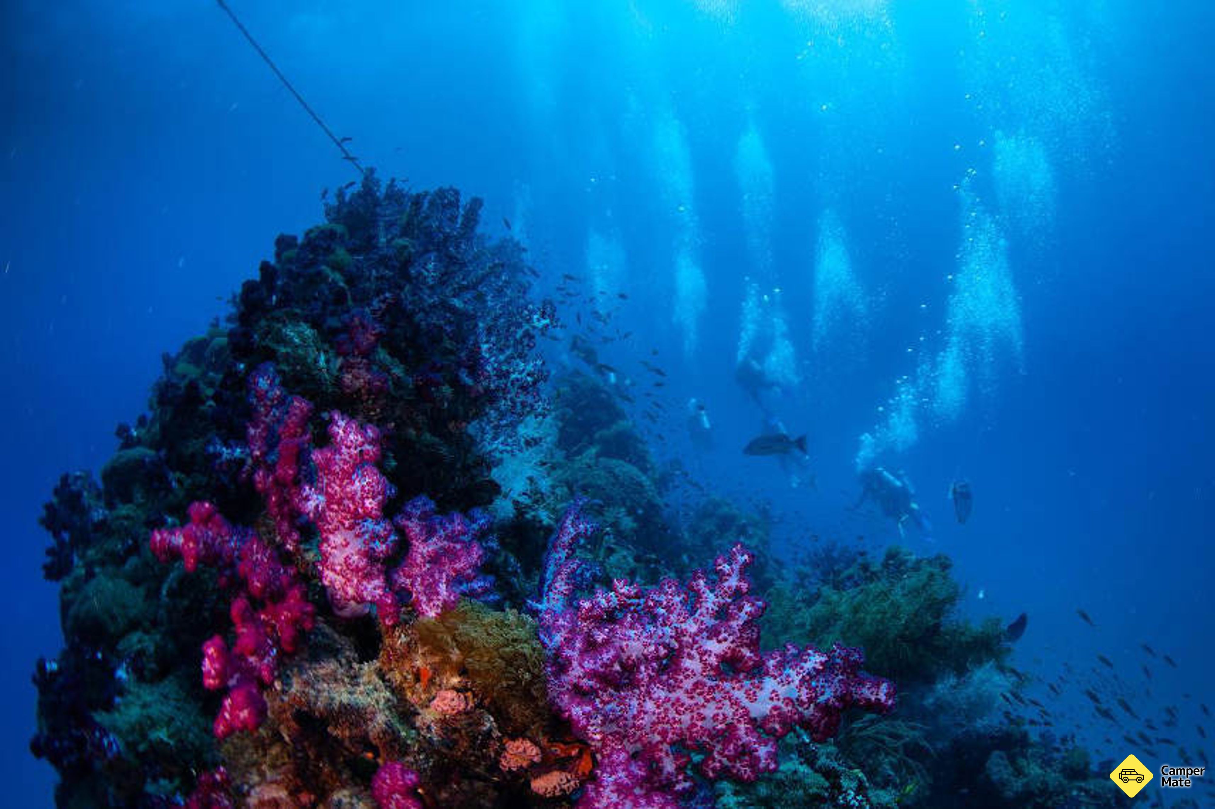 Yongala Wreck Dive Trip from Townsville and Magnetic Island(タウンズビルとマグネティック島) - Image 3