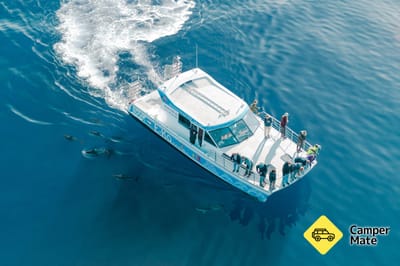 Dolphin Swimming Marlborough Sounds