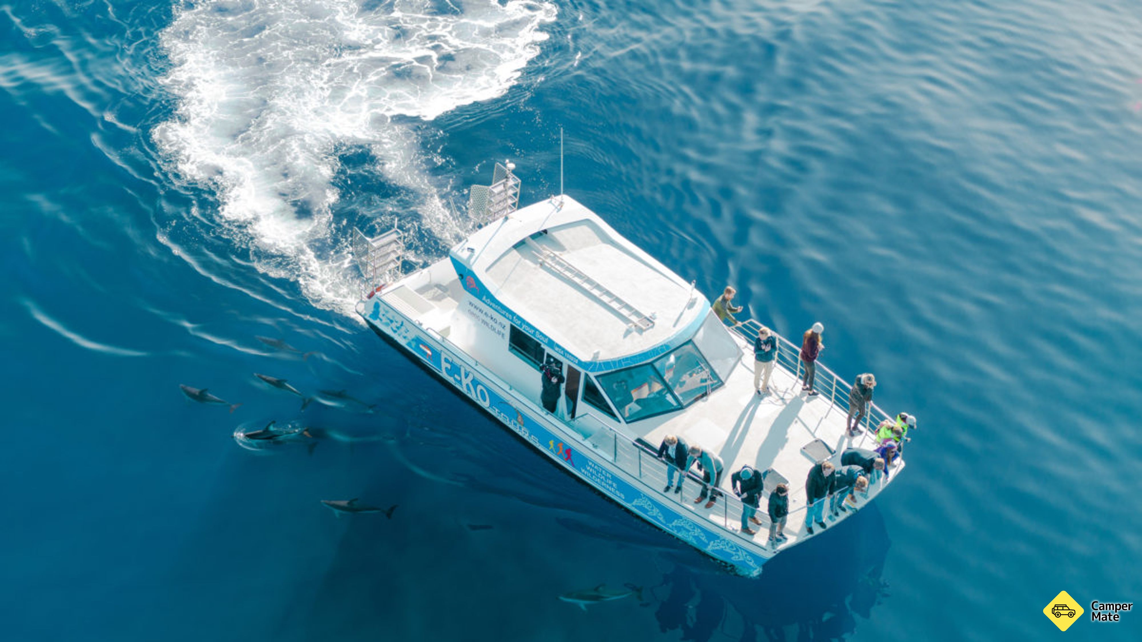 Dolphin Swimming Marlborough Sounds