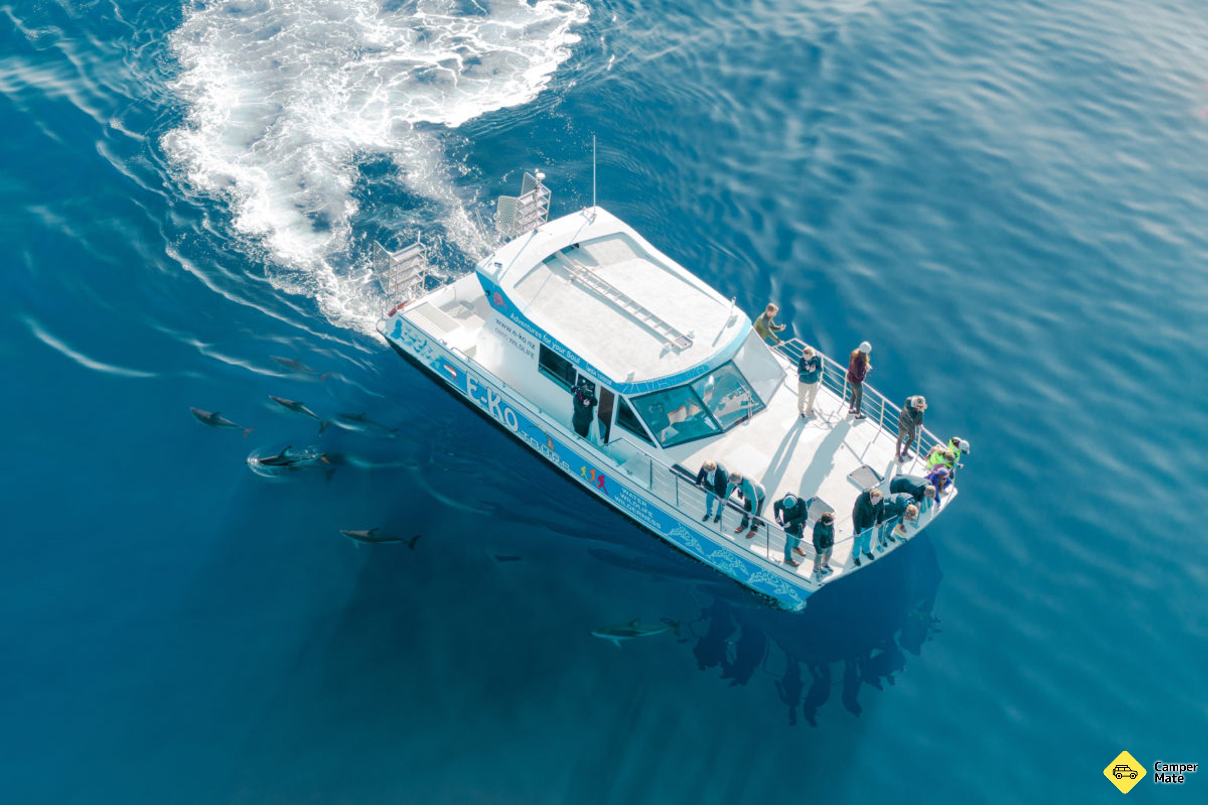 Dolphin Swimming Marlborough Sounds