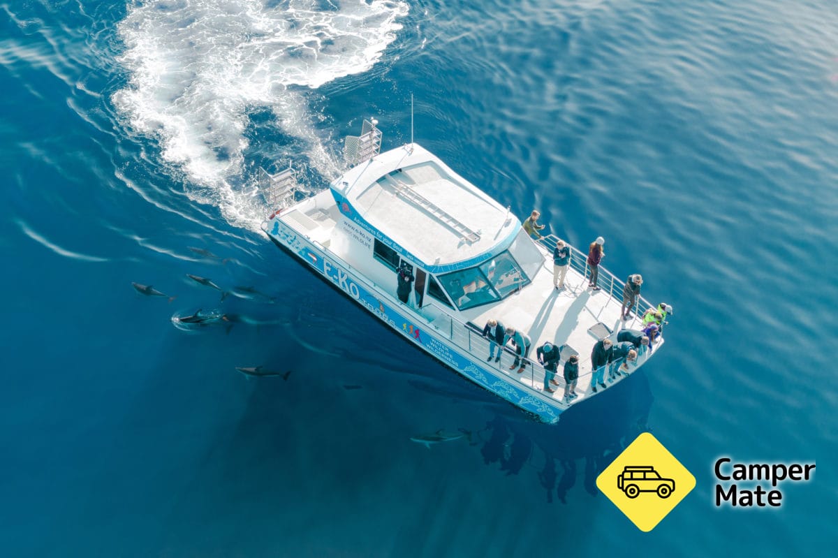 Dolphin Swimming Marlborough Sounds